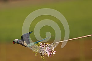 A Malabar Parakeet flying from a beautiful perch