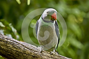 A malabar parakeet