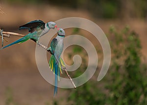 Malabar Parakeets fighting for their pairs