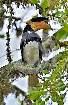 The Malabar pied hornbill , also known as lesser pied hornbill