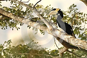 Malabar Pied Hornbill or Anthacoceros coronatus, Dandeli, Karnataka