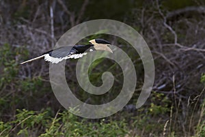 Malabar Pied-hornbill - Anthracoceros coronatus