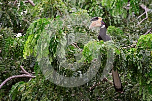 Malabar Pied-hornbill - Anthracoceros coronatus