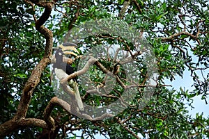 Malabar pied hornbill Anthracoceros coronatus. Big beautiful bird sitting on a tree in Udawalawe National Park. Wildlife scene