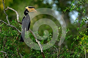 Manchado cálao, pájaro el gran cuenta bosques de,. animales y plantas escena. 