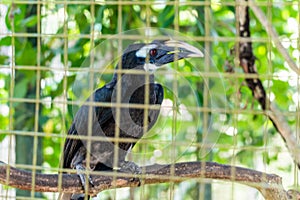 Malabar pied hornbill (Anthracoceros coronatus) bird locked in cage at zoo at Miri. Borneo.Sarawak.