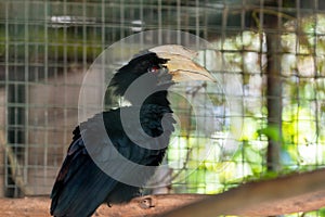 Malabar pied hornbill (Anthracoceros coronatus) in the cage at zoo at Miri. Borneo.Sarawak.
