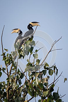 Malabar Pied-hornbill - Anthracoceros coronatus, large hornbill from Indian subcontinent