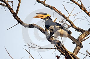 Malabar pied hornbill or Anthracoceros coronatus observed in Dandeli in Karntaka