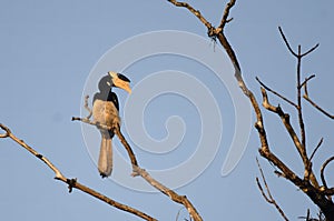 Malabar pied hornbill or Anthracoceros coronatus observed in Dandeli in Karntaka