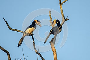 Malabar pied hornbill or Anthracoceros coronatus observed in Dandeli in Karntaka