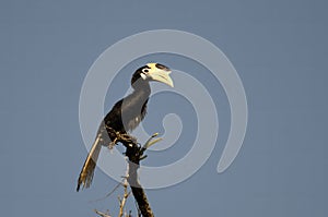 Malabar pied hornbill or Anthracoceros coronatus observed in Dandeli in Karntaka