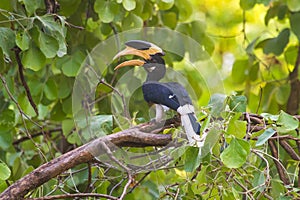 Malabar Pied Hornbill in Bandhavgarh