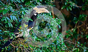 Malabar pied hornbill bird perched on a wild berry fruit tree