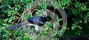 Malabar pied hornbill bird turns its head towards the camera, perched on a wild fruits tree in Udawalawa national park