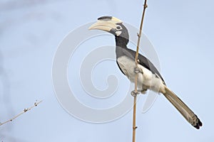 Malabar pied Hornbill