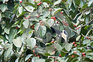 Malabar pied Hornbill