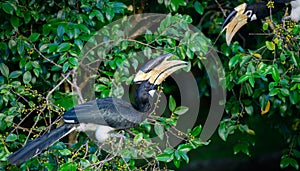 Malabar pied hornbill pair looking at each other while enjoying wild fruits on the tree