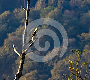 malabar pied hornbill on a perch