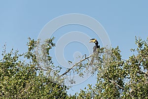 Malabar Pied Hornbill sitting on a tree