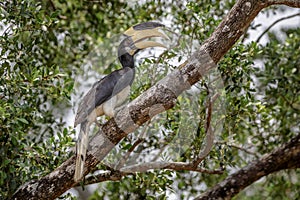 Malabar pied hornbill in Sri Lanka