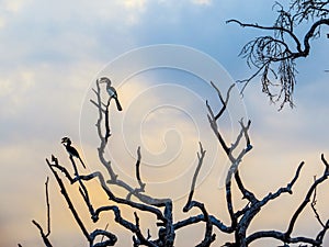 Malabar pied hornbills (Anthracoceros coronatus)