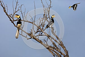 Malabar Pied Hornbills, Sri Lanka photo
