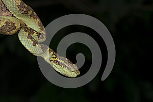 Malabar Pit Viper seen at Night in Amboli,Maharashtra,India photo