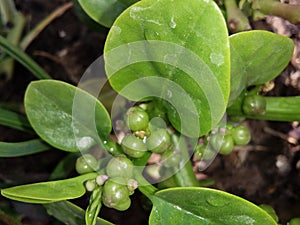 Malabar spinach