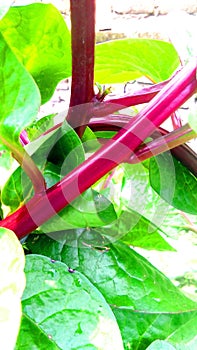 Malabar spinach basella alba poi plant stock