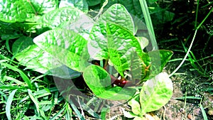 Malabar spinach basella alba poi plant stock