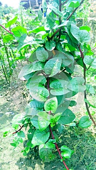 Malabar spinach basella alba poi stock