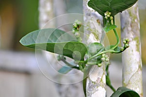 Malabar Spinach Edible Plant