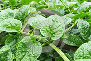 Malabar Spinach photo