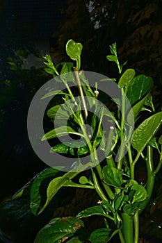 Malabar spinach in a greenhouse in summer