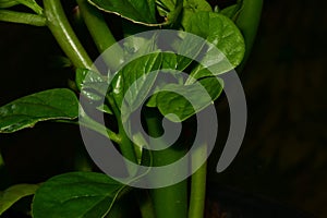 Malabar spinach in a greenhouse in summer
