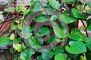 Malabar spinach grows on a trellis attached to the wall of the house