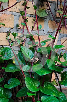 Malabar spinach grows on a trellis attached to the wall of the house