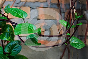 Malabar spinach grows on a trellis attached to the wall of the house