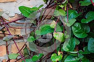 Malabar spinach grows on a trellis attached to the wall of the house