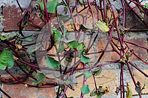 Malabar spinach grows on a trellis attached to the wall of the house