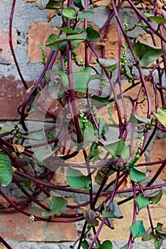 Malabar spinach grows on a trellis attached to the wall of the house