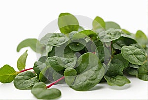 Malabar spinach vegetable isolated on white background