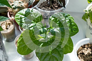 Malabar spinach on window sill