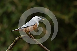 Malabar starling or Sturnia blythii observed in bird hide at Dandeli in Karnataka, India