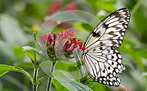 Malabar Tree Nymph Butterfly on flower photo