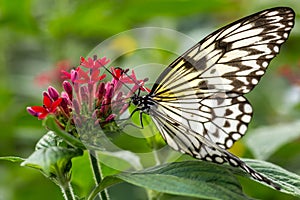 Malabar Tree Nymph Butterfly on flower photo