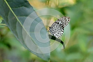 Malabar Tree Nymph Butterfly, Idea Malabarica, Kudremukh Wildlife Sanctuary