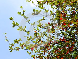 Malabar trees start to blossom in summer.