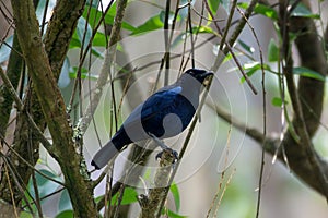 Malabar whistling thrush Myophonus horsfieldii observed in Munnar